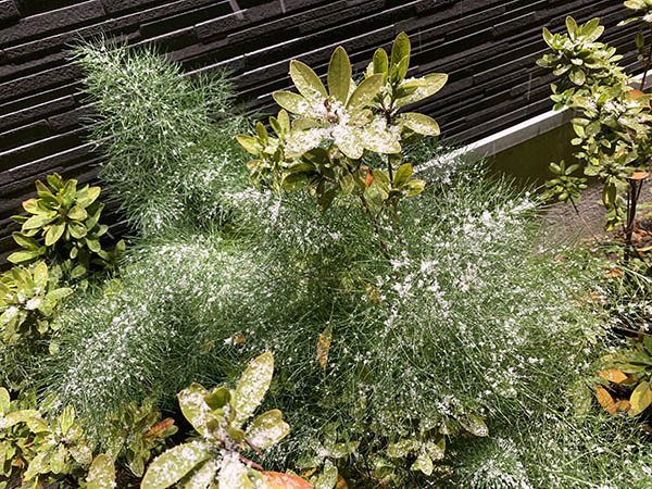 2019-snow_6935a.jpg