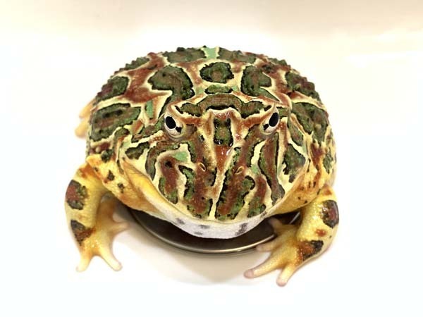 akapuku-yuppie_7512a.jpg