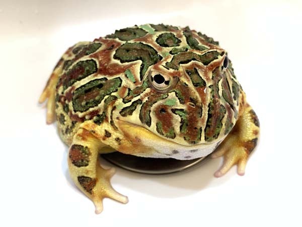 akapuku-yuppie_7514a.jpg