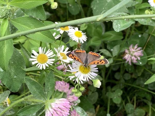 butterfly-yuppie_3365a.jpg