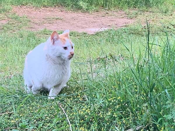 cat-yuppie_2425a.jpg