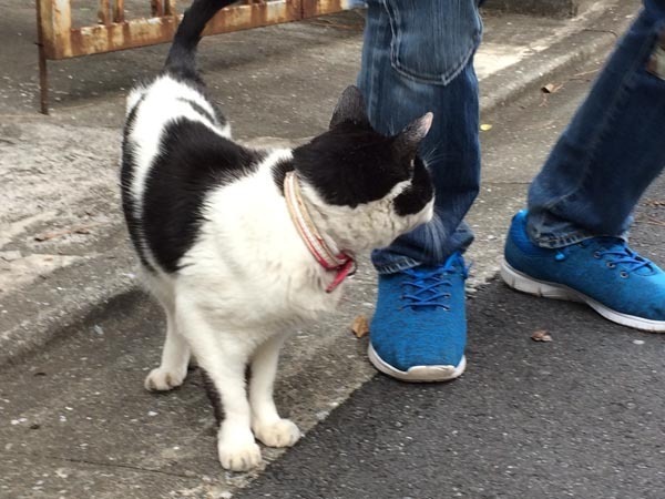 cat-yuppie_3094a.jpg