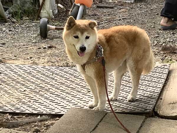 dog-yuppie_7078a.jpg