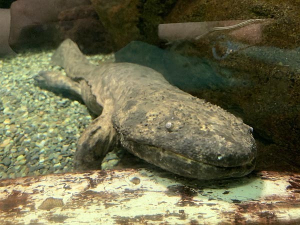 fish-yuppie_2717a.jpg