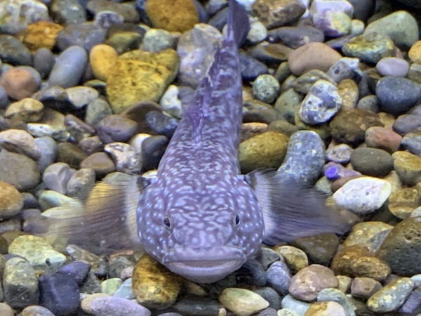 fish-yuppie_2744a.jpg