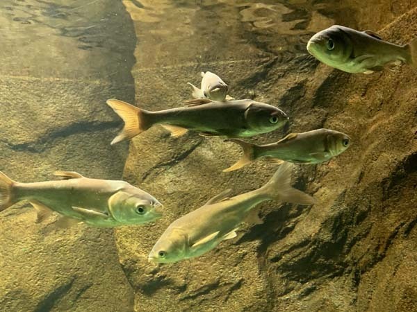 fish-yuppie_2759a.jpg