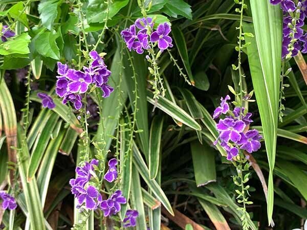 flower-yuppie_9086b.jpg