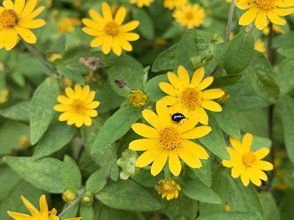 flower&bug_2097a.jpg