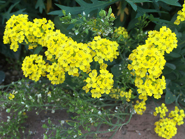 flower_8304c.jpg