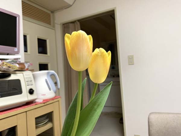 flowers-yuppie_0028a.jpg