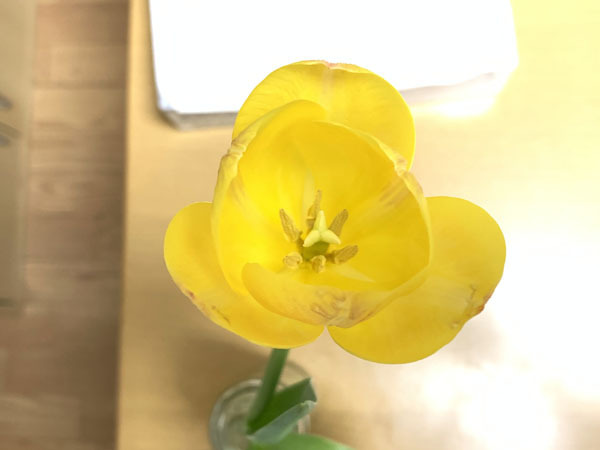 flowers-yuppie_0043a.jpg