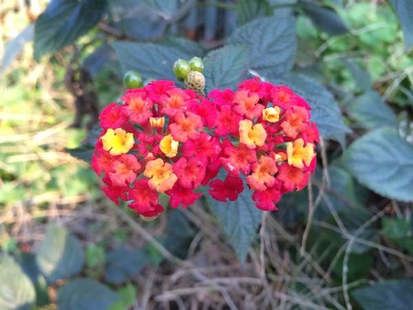 flowers-yuppie_007a.jpg
