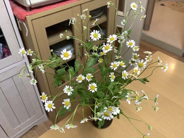 flowers-yuppie_0137a.jpg