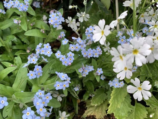 flowers-yuppie_0159a.jpg