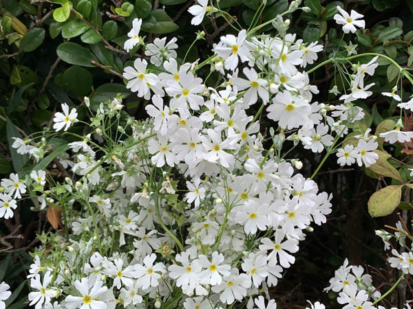 flowers-yuppie_0160a.jpg