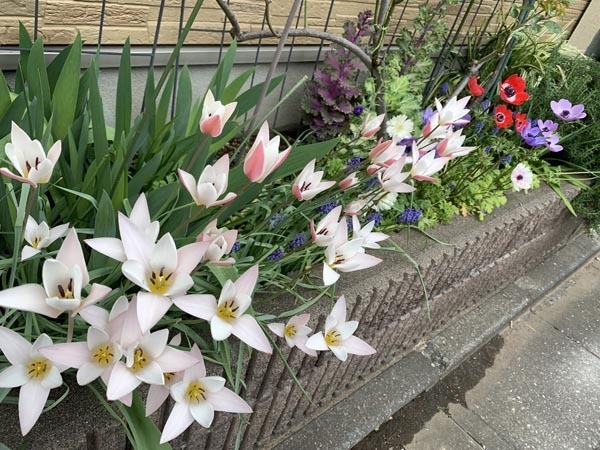 flowers-yuppie_0176a.jpg
