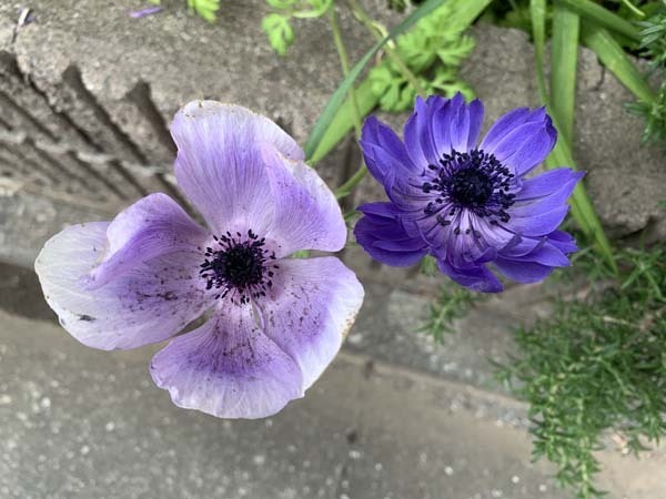 flowers-yuppie_0183a.jpg