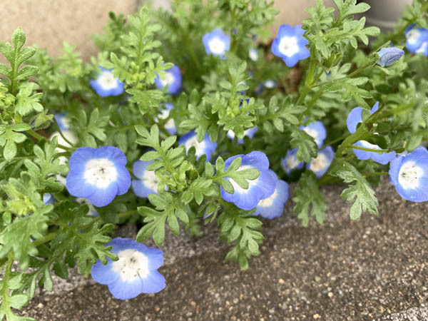 flowers-yuppie_0210a.jpg