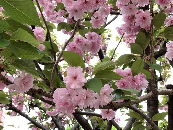 flowers-yuppie_0343a.jpg