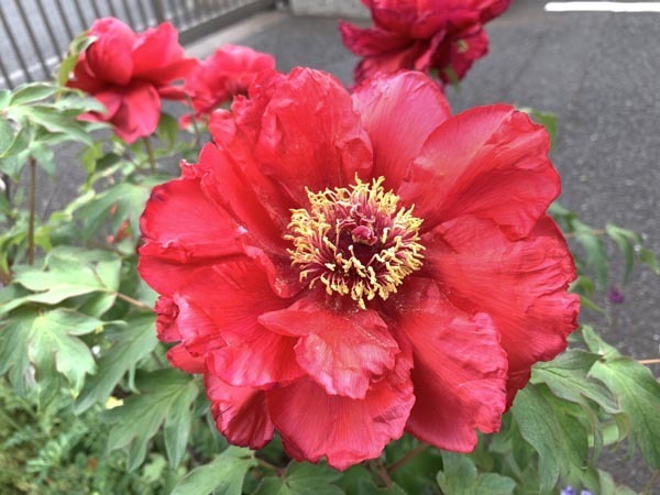 flowers-yuppie_0344b.jpg