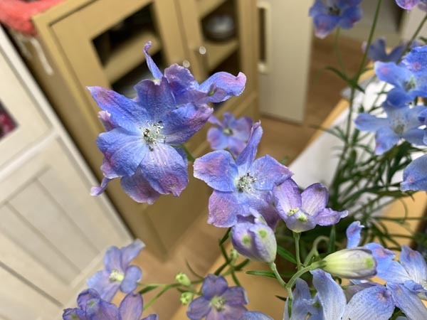 flowers-yuppie_0364a.jpg