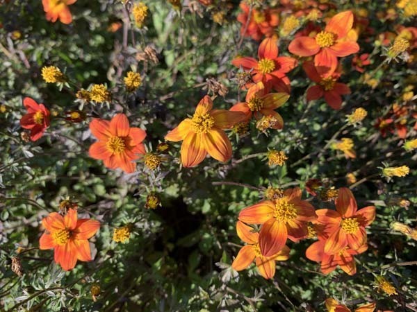 flowers-yuppie_0871a.jpg