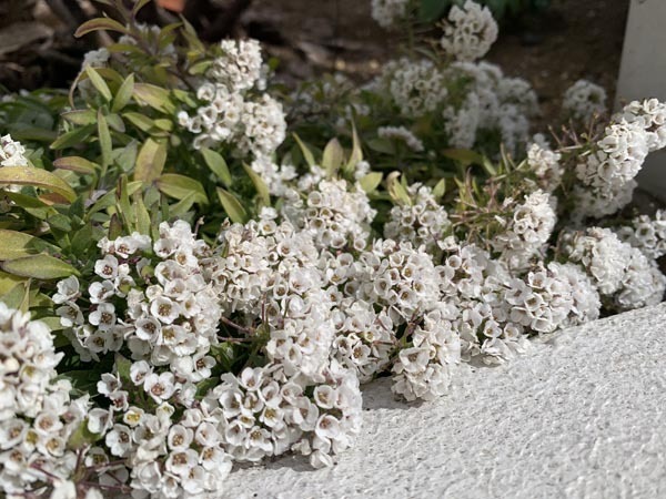 flowers-yuppie_1481a.jpg