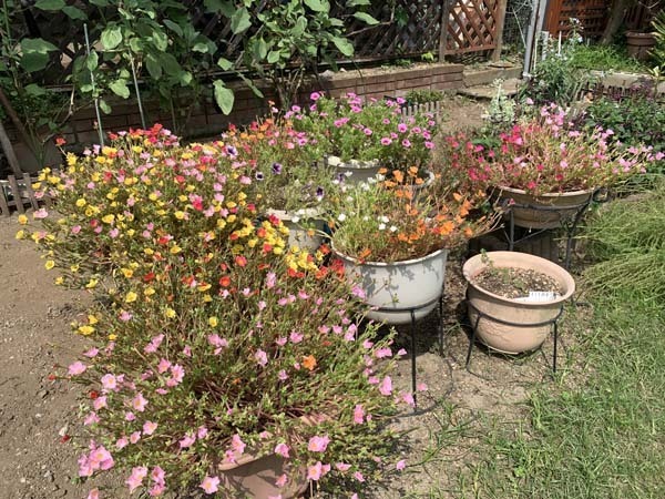 flowers-yuppie_1524a.jpg