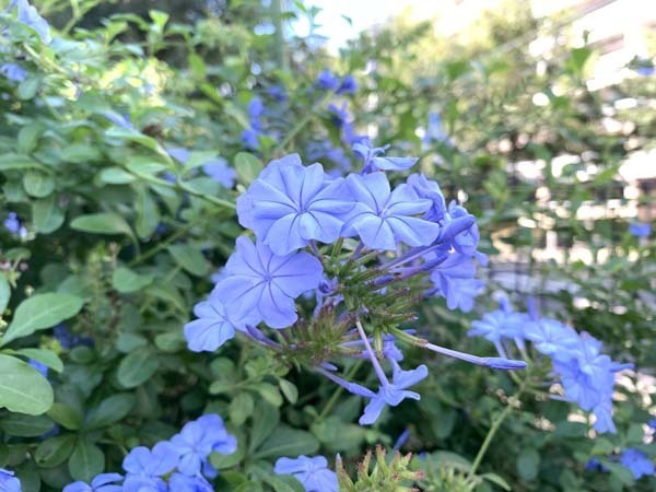 flowers-yuppie_1639a.jpg