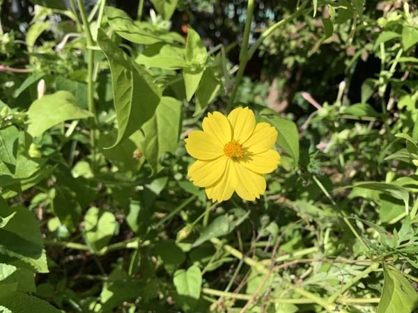 flowers-yuppie_1643a.jpg