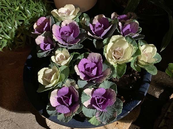 flowers-yuppie_1661a.jpg