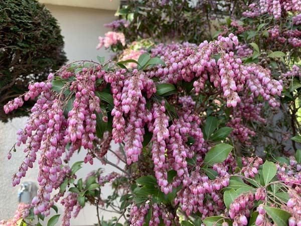 flowers-yuppie_1734a.jpg