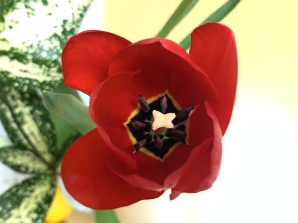 flowers-yuppie_1805a.jpg
