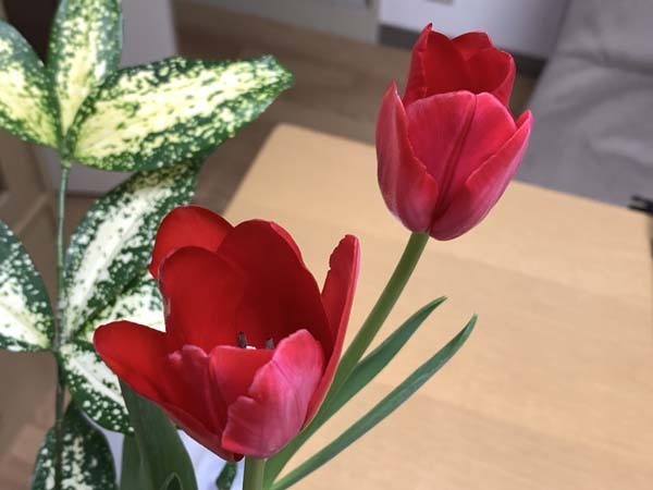 flowers-yuppie_1806a.jpg
