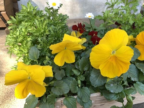 flowers-yuppie_1849a.jpg