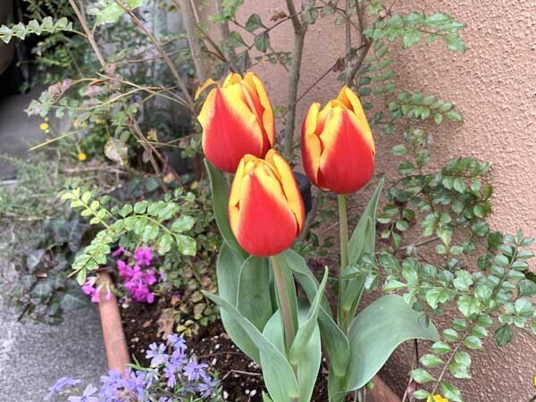 flowers-yuppie_1906a.jpg