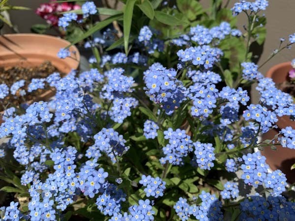 flowers-yuppie_2276a.jpg