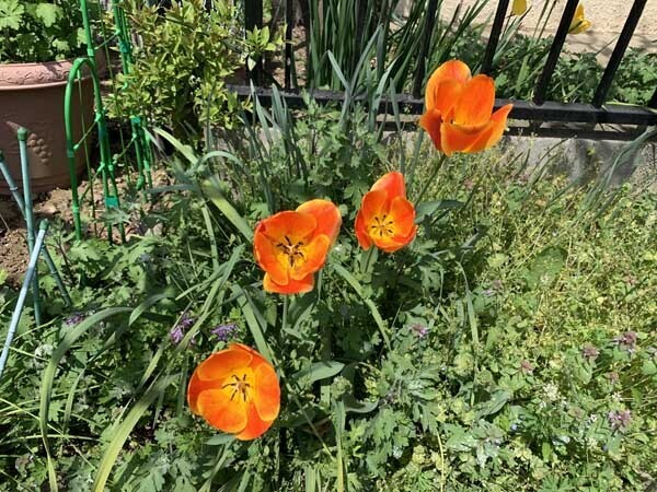 flowers-yuppie_2286a.jpg