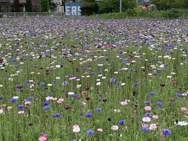 flowers-yuppie_2501a.jpg