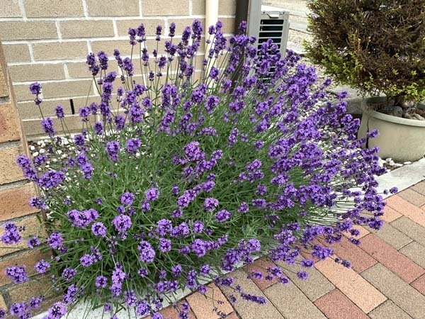 flowers-yuppie_3289a.jpg