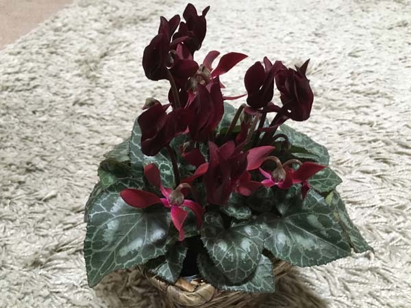 flowers-yuppie_3295a.jpg