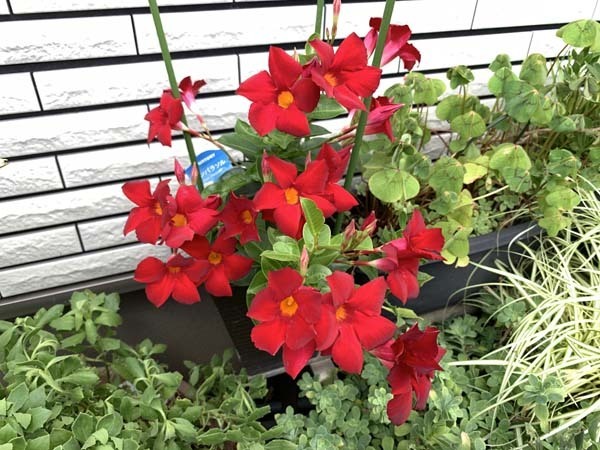 flowers-yuppie_3600a.jpg