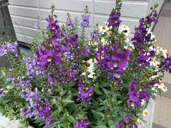 flowers-yuppie_3605a.jpg