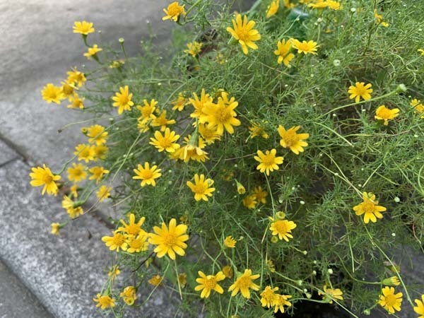flowers-yuppie_3618a.jpg