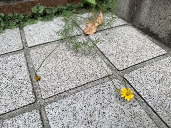 flowers-yuppie_3881a.jpg