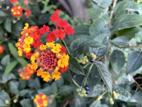 flowers-yuppie_4980a.jpg