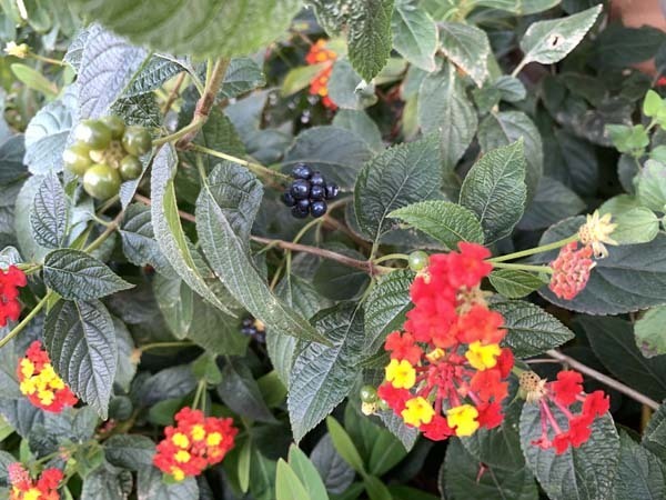 flowers-yuppie_4982a.jpg