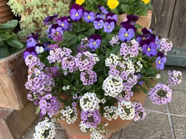 flowers-yuppie_4990a.jpg