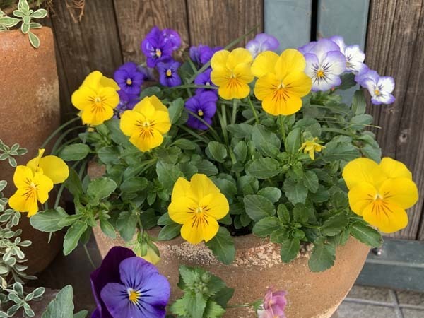 flowers-yuppie_4992a.jpg