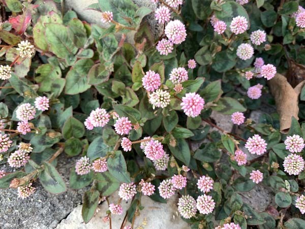 flowers-yuppie_5003a.jpg
